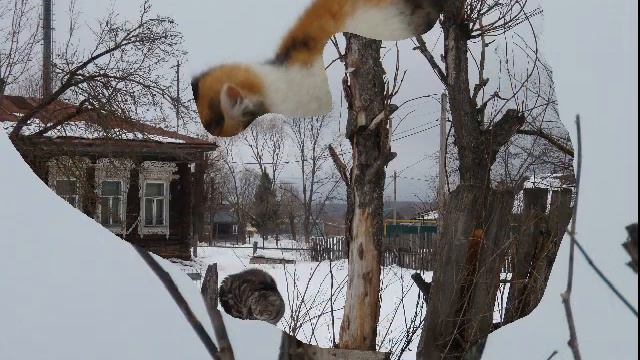 =МАРТ -холуйские КОТЫ = смотреть онлайн