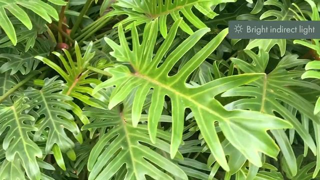 The perfect tropical plant for indoor OR outdoor! It's Philodendron Xanadu смотреть онлайн