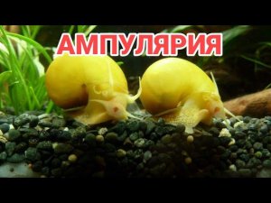 АМПУЛЯРИЯ. УХОД И СОДЕРЖАНИЕ.