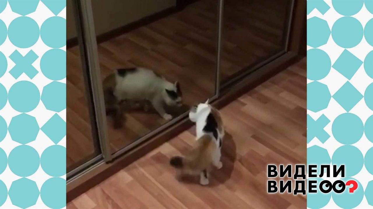 Кошка в зазеркалье. Видели видео? Фрагмент выпуска от 15.09.2019