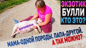 Американский Булли Экзот - кто это? Булли Бланка - беременна. Отец щенков - не Булли, а кто?