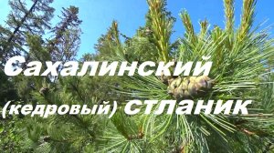 ОБЗОР Сахалинского(кедрового) стланика.