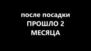 цветы на балконе -  лобелия