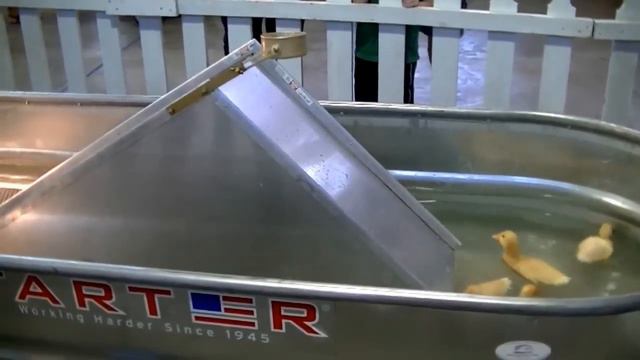 Funny Ducks смотреть онлайн