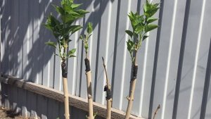 Прививка сирени