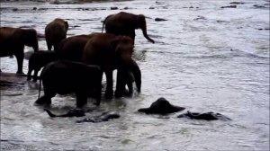 Bathing  with the Baby Elephan