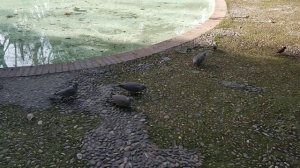 Кольчатые горлицы.