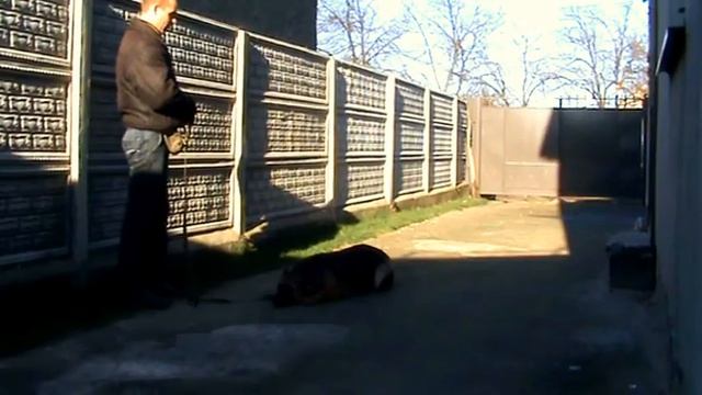 Как научить овчарку Лайму выдержки, а так же командам сидеть, лежать, стоять смотреть онлайн