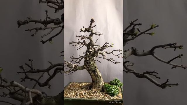 Crataegus monogyna bonsai 2018 autumn