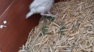 Помогите! Индюшка хромает!