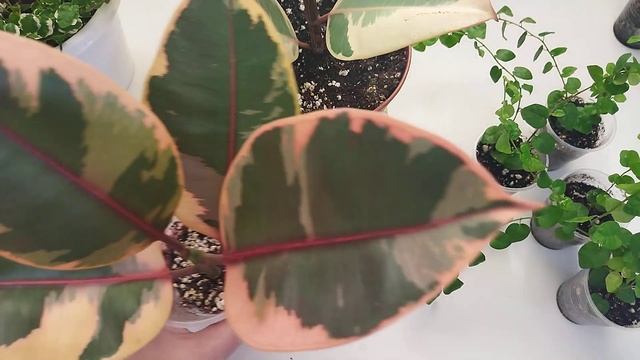 Комнатные цветы в марте/ Пестролистные растения /Мои фикусы/ смотреть онлайн