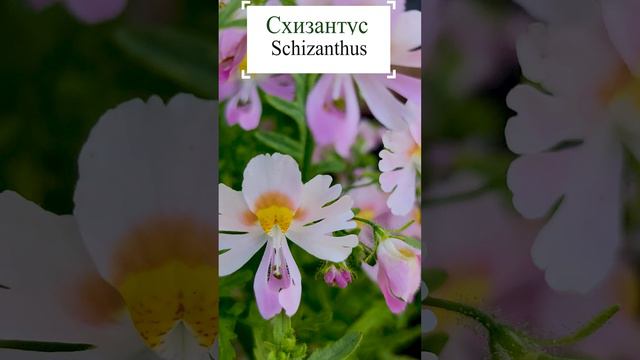 Схизантус (Schizanthus)