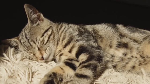 ДИАГНОЗЫ АБДУГАНИ. ВОТ ЭТО ДА! ОЛЬГА УРАЛОЧКА LIVE. ОБЗОР. смотреть онлайн