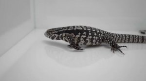 Домашний дракон! Аргентинский тегу. Как приручить?