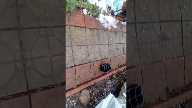 Секрет передержки роз, которые вы получили поздней осенью и нет места для посадки. смотреть онлайн