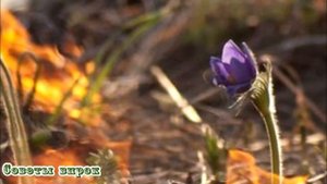➤Почему нельзя поджигать сухую траву?➤