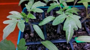 Подсветка для рассады томатов. Чем досвечиваю рассаду? Меня устраивают дешевые светильники