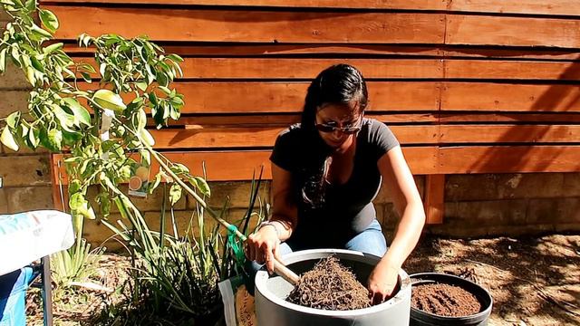How to Up-Potting a Rio Red Grapefruit for successful fruiting / Growing Citrus in Containers