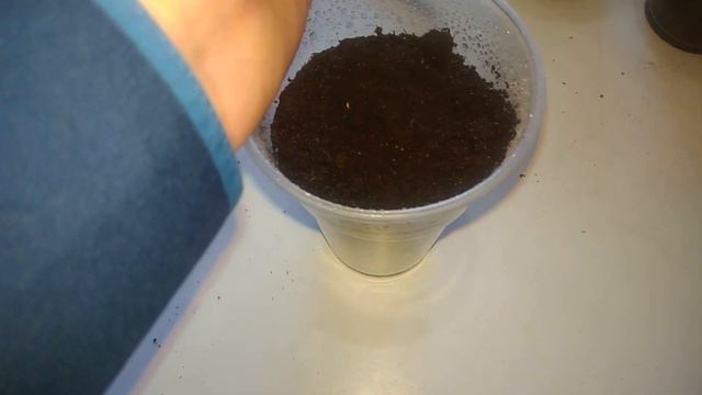 Выращивание рассады перца.Посев перца на рассаду смотреть онлайн