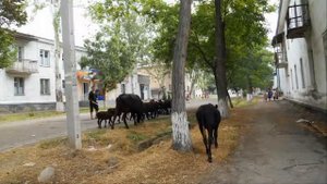 Отдых в Ангрене Путешествие в Узбекистан. Колорит Востока.