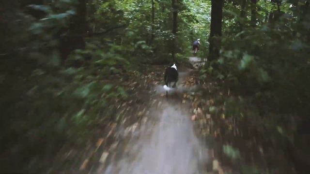 Личное видео пса смотреть онлайн