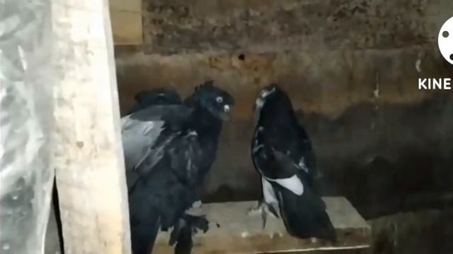 Кабутарлар сотилади  хаммаси  Андижонда #ахмаджон уз#kabutar #pigeon #andijon #голуби #кабутар
