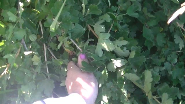 Собираем крыжовник смотреть онлайн