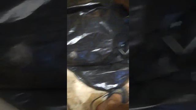 Кот атакует собак смотреть онлайн