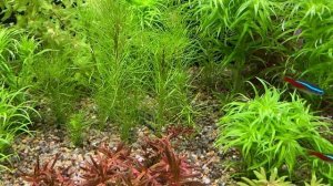 Нехватка микроудобрения наглядно и еще раз про концентрации макро.