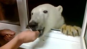 Белый медведь кушает)
