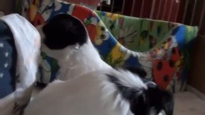 Щенки Папильона. Puppies PAPILLON 1 мес девочки