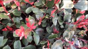 Photinia ‘Little Red Robin’/‘Pink Marble’