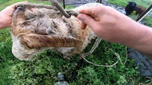 Купил машинку для стрижки овец. Kaison 500. Стригу впервые!!!