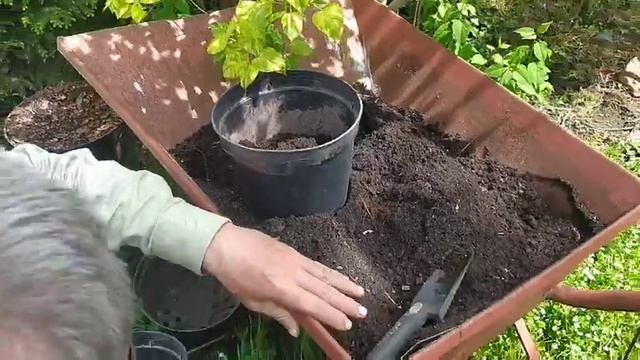 Как посадить спаржу Аполло, как ухаживать за спаржей смотреть онлайн