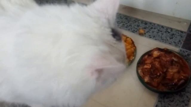 Эксперимент. Кошка хищник или вегетарианка? смотреть онлайн