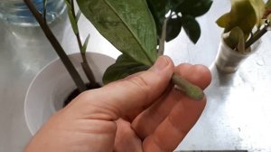 МОЙ ПРИЕМ при размножении замиокулькаса. Результат 100%. Замиокулькас размножение листом