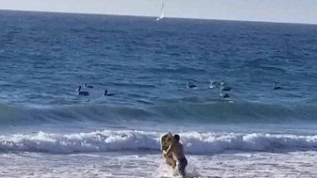 Рыбалка пеликанов. #5 24 сентября 2022. Калифорния. Побережье у Лос Анжелеса смотреть онлайн