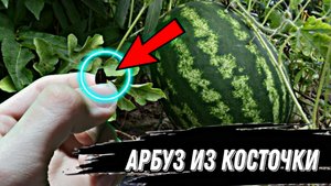ВЫРАСТИЛ АРБУЗ В ДОМАШНИХ УСЛОВИЯХ ИЗ КОСТОЧКИ (Часть 1я) МОЖНО ЛИ ВЫРАСТИТЬ АРБУЗ ИЗ КОСТОЧЕК