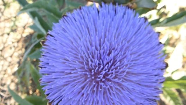Артишок.Огромный красивый цветок. смотреть онлайн