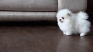Белый  мини померанский шпиц в медвежьем типе. White puppy Pomeranian.