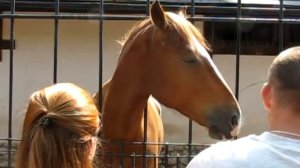 Погладили лошадку. Замедленное. Horse. Slow motion.