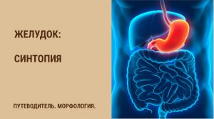 Желудок. Синтопия