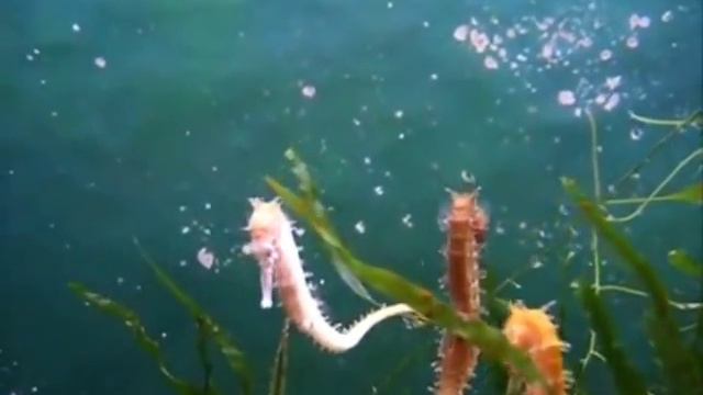 Anthony Phillips - Weight Of Water смотреть онлайн