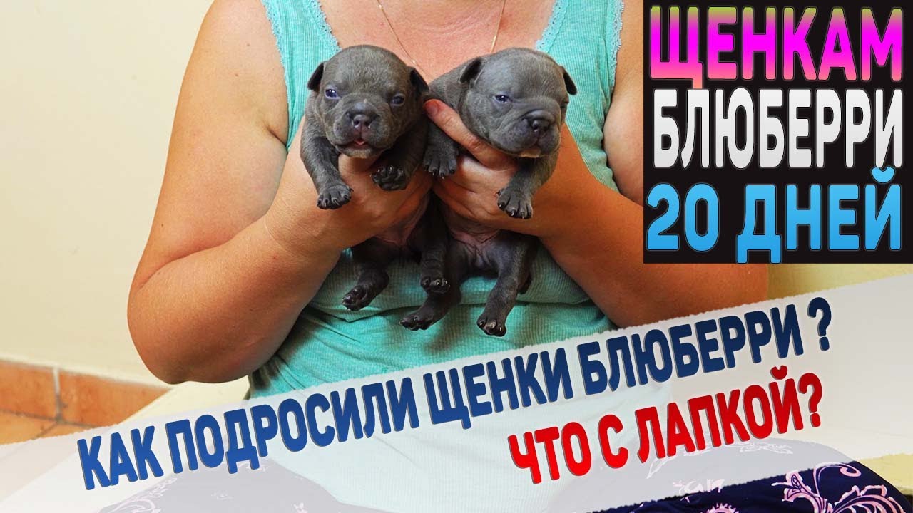 Что с щенком, у которого нет двух пальцев? Щенкам Блюберри 20 дней. Американский Булли.