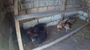 ?Побег из курятника и болезнь курочки родонит?Переезд на юг сентябрь 2020
