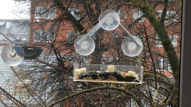 Сезон кормушек успешно открыт смотреть онлайн