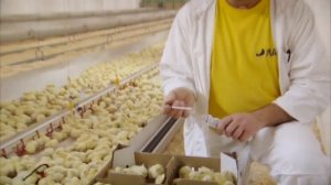 Инкубационное яйцо бройлеров кобб 500 и Росс 308 от фирмы Mach -(лучшего производителя в Европе)