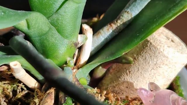 ФЕНOМЕН ЦВEТОНOСА OРХИДЕИ! ЧУДО ИЗ ГЛУБИНЫ ПОСАДКИ! ПОКАЗЫВАЮ! ТОЛЬКО ФАКТЫ ?? смотреть онлайн