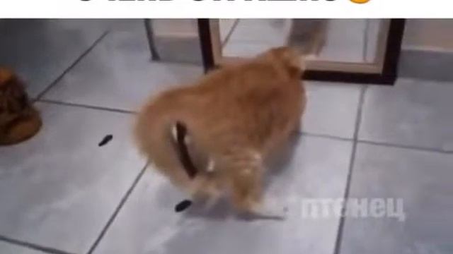 Кот обосрался от страха😂😂||Никогда не отступай😂 смотреть онлайн