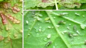 Вредители на смородине,как бороться и какие методы лучше подойдут.